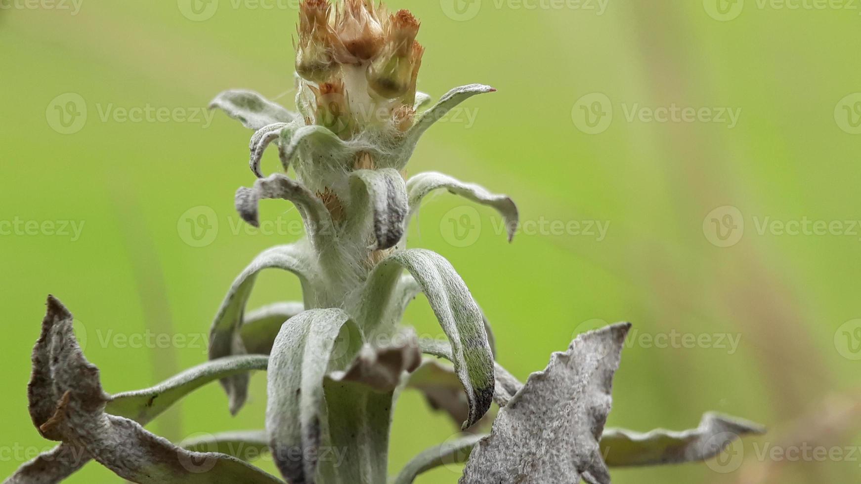 mauvaises herbes Floraison dans le Matin photo