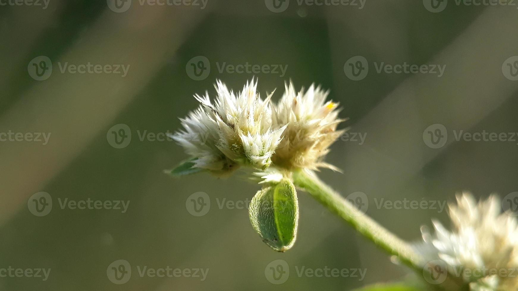 blanc fleurs Floraison dans le Matin sur le colline photo