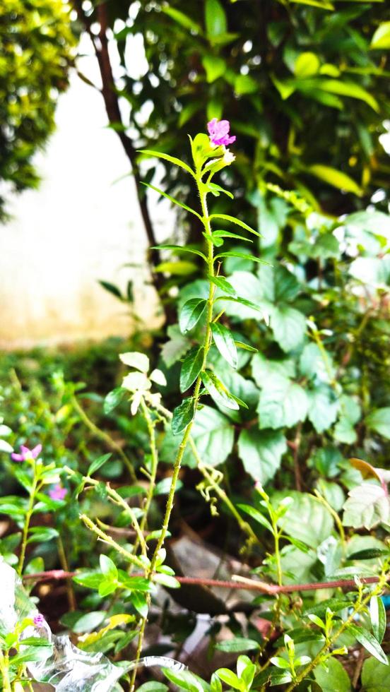 le violet fleur Taïwan beauté ornemental usine, aussi connu comme cuphea hyssopifolia, est une magnifique et magnifique ornemental plante. photo