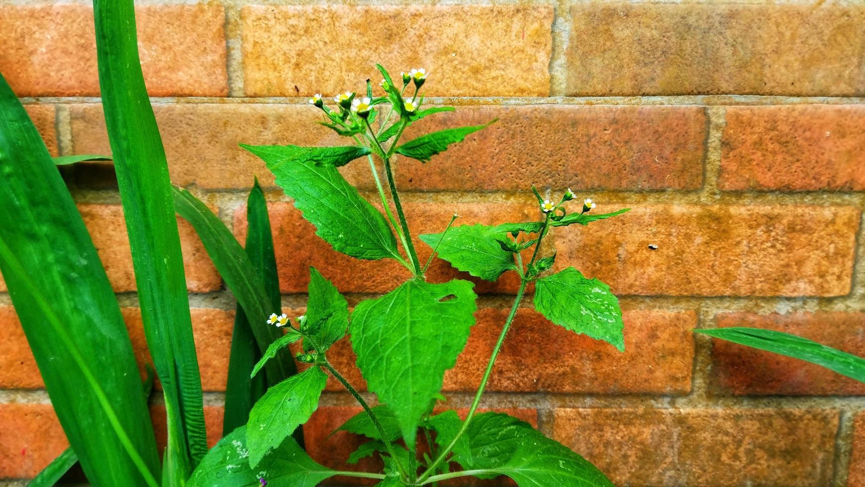 magnifique ornemental plante avec marron maçonnerie. photo