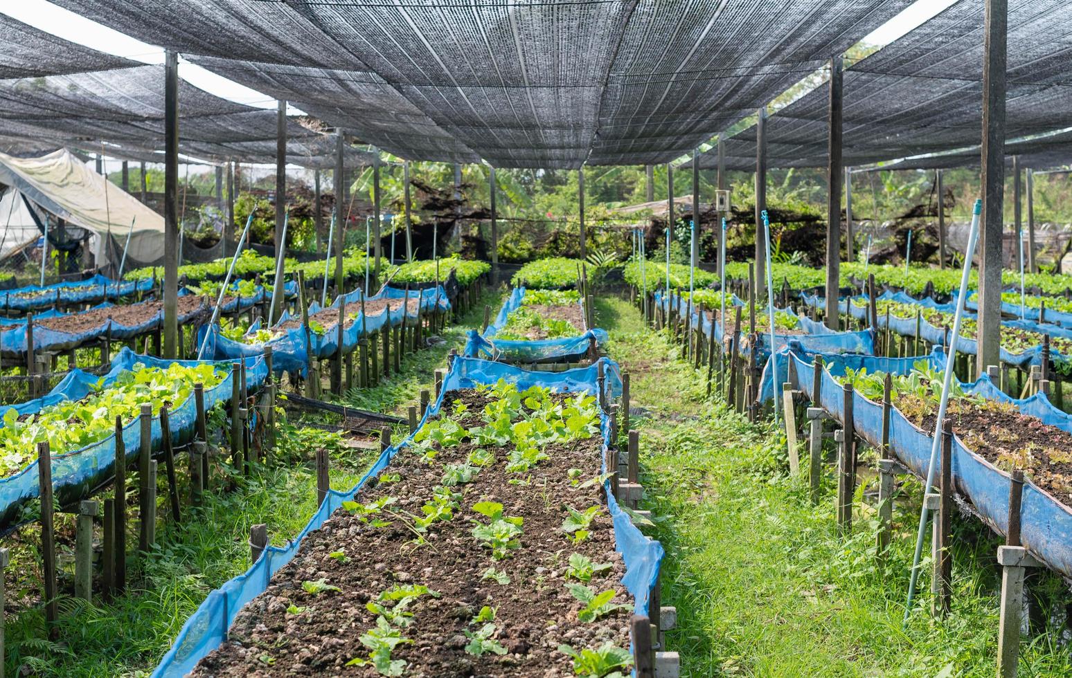 brut vert salade croissance dans sol avec le biologique agriculture ferme moderne agro industriel agriculture. photo