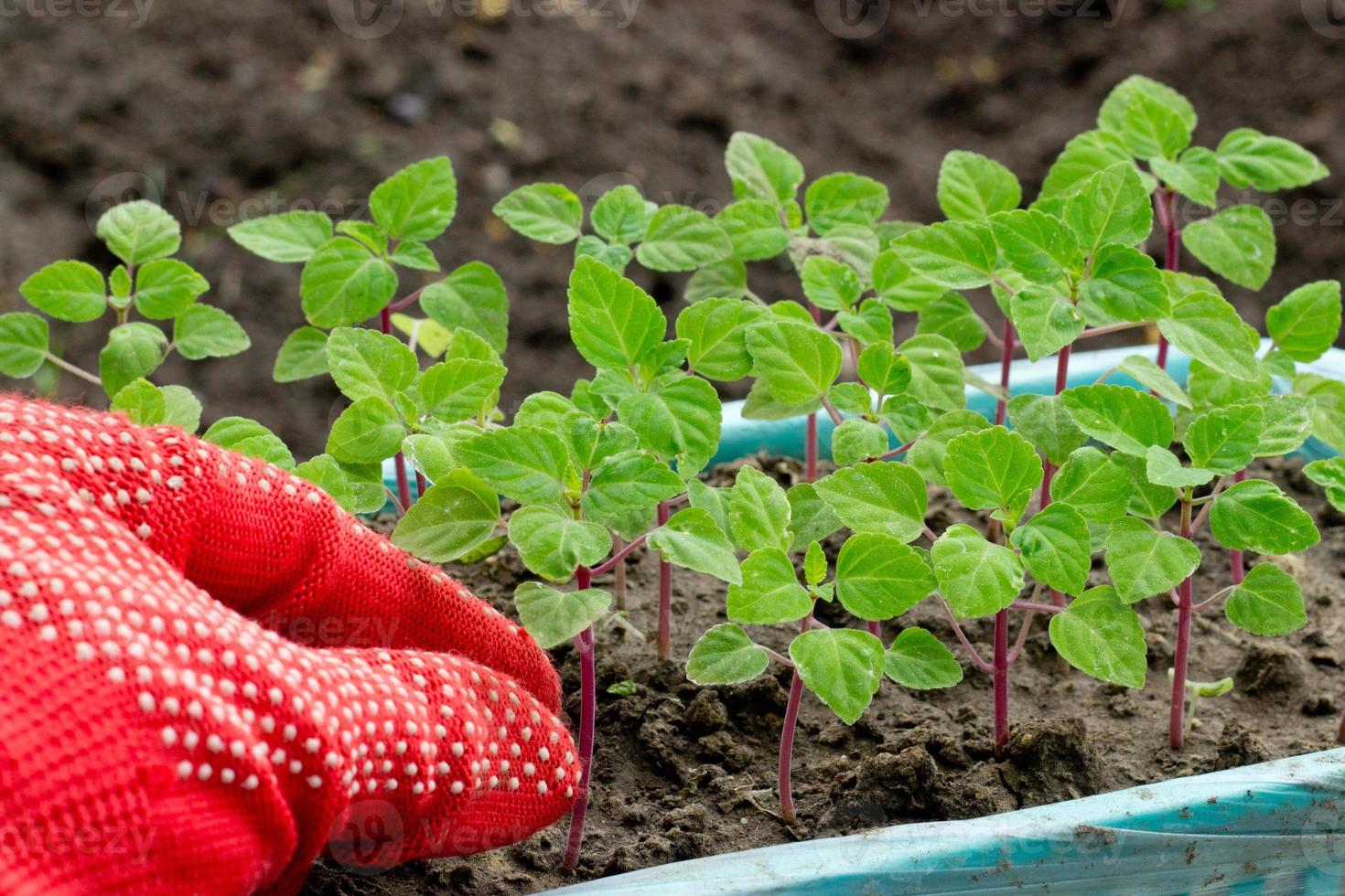 vert semis dans Plastique boîte proche haut, nouveau choux en train de préparer pour plantation dans sol sur printemps, saisonnier travail dans jardin et Cour sur été, image pour calendrier, affiche photo