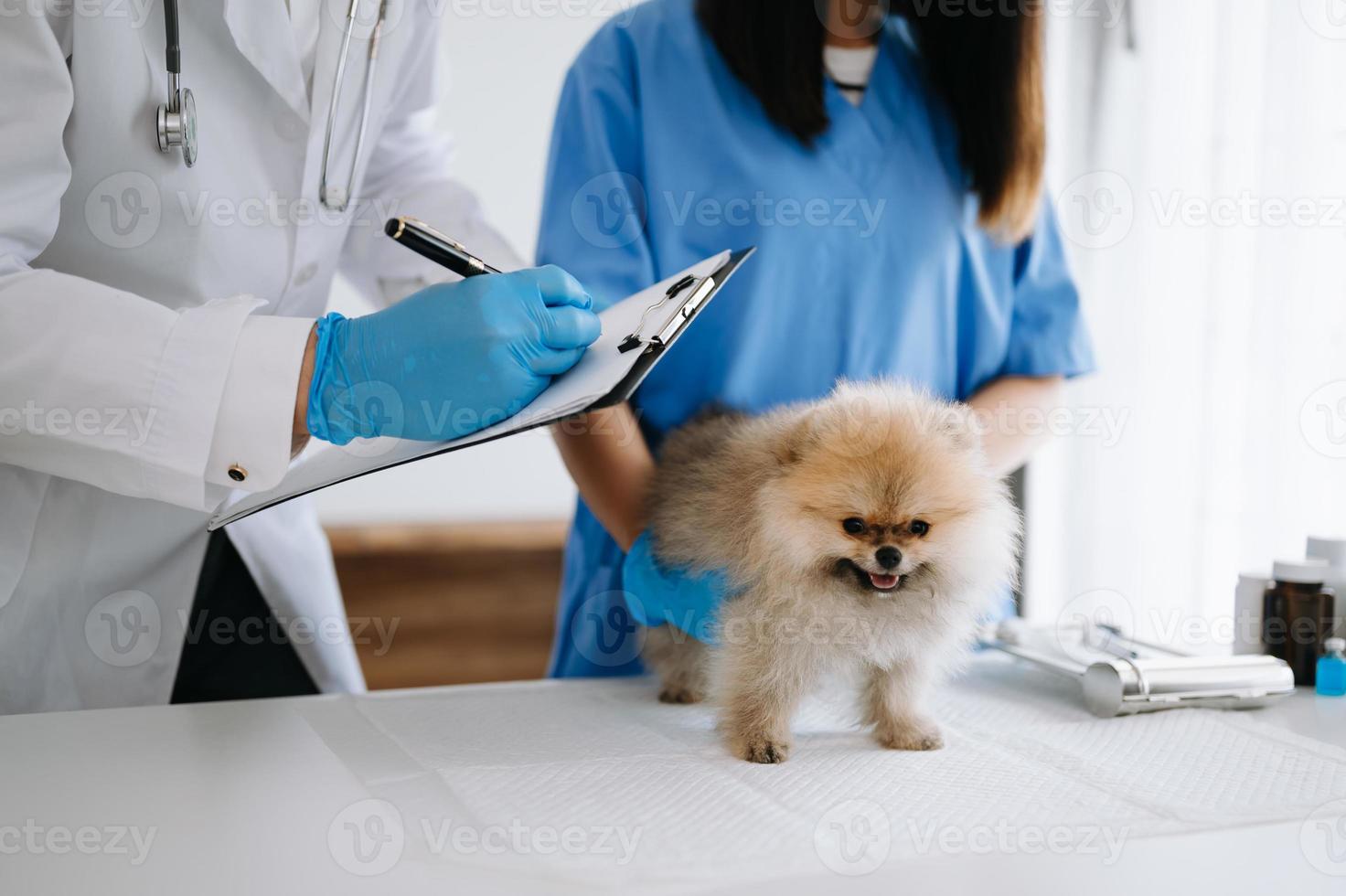 deux médecins l'examinent. concept de médecine vétérinaire. poméranien en clinique vétérinaire. photo