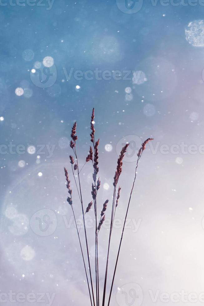 les plantes silhouette et ciel Contexte dans l'hiver photo