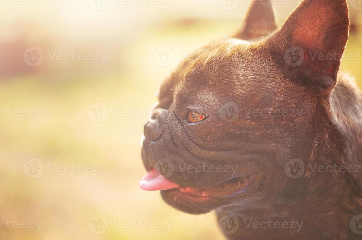 portrait de une animal de compagnie chien. français bouledogue de tigre Couleur sur une Contexte de vert herbe. photo