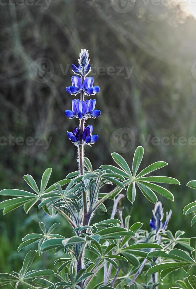 violet Montagne lupin dans le des rayons de le réglage Soleil photo