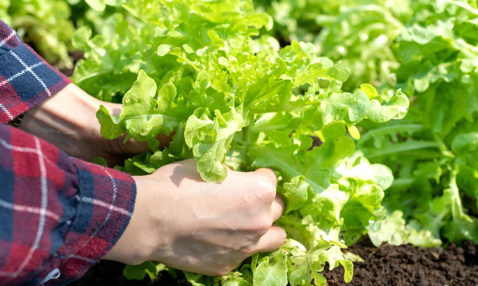 proche en haut femelle main en portant Frais des légumes vert salade de jardin biologique cultiver. photo