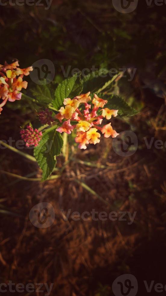 Ouest Indien lantana fleur communément connu comme gandapana sauvage fleur photo