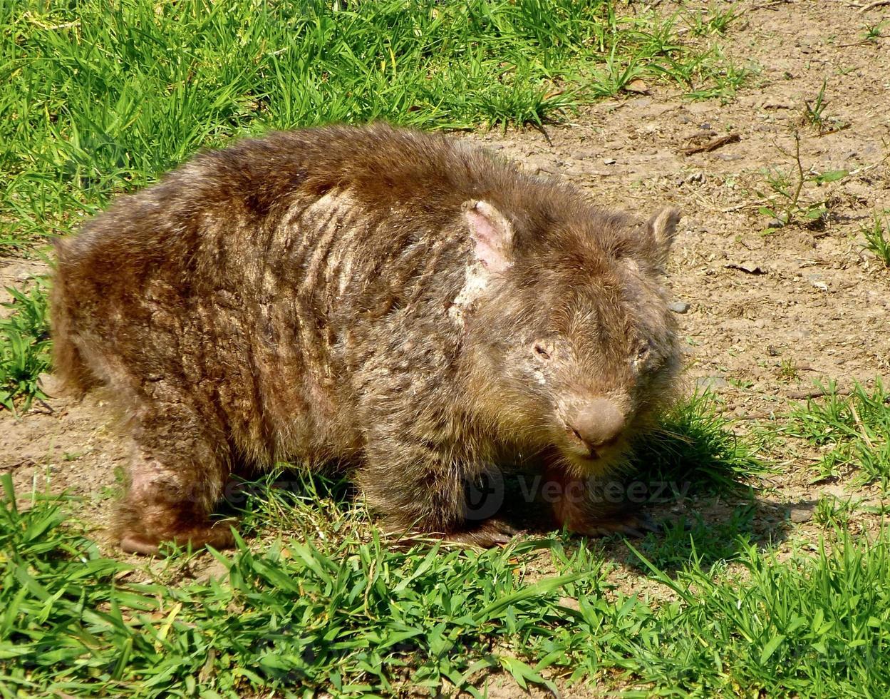 vieux nez nu wombat dans Australie photo