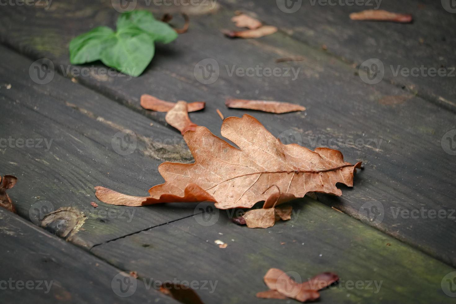 marron sec chêne feuille recourbé mensonge sur en bois planche sol sol sur une dans l'automne photo