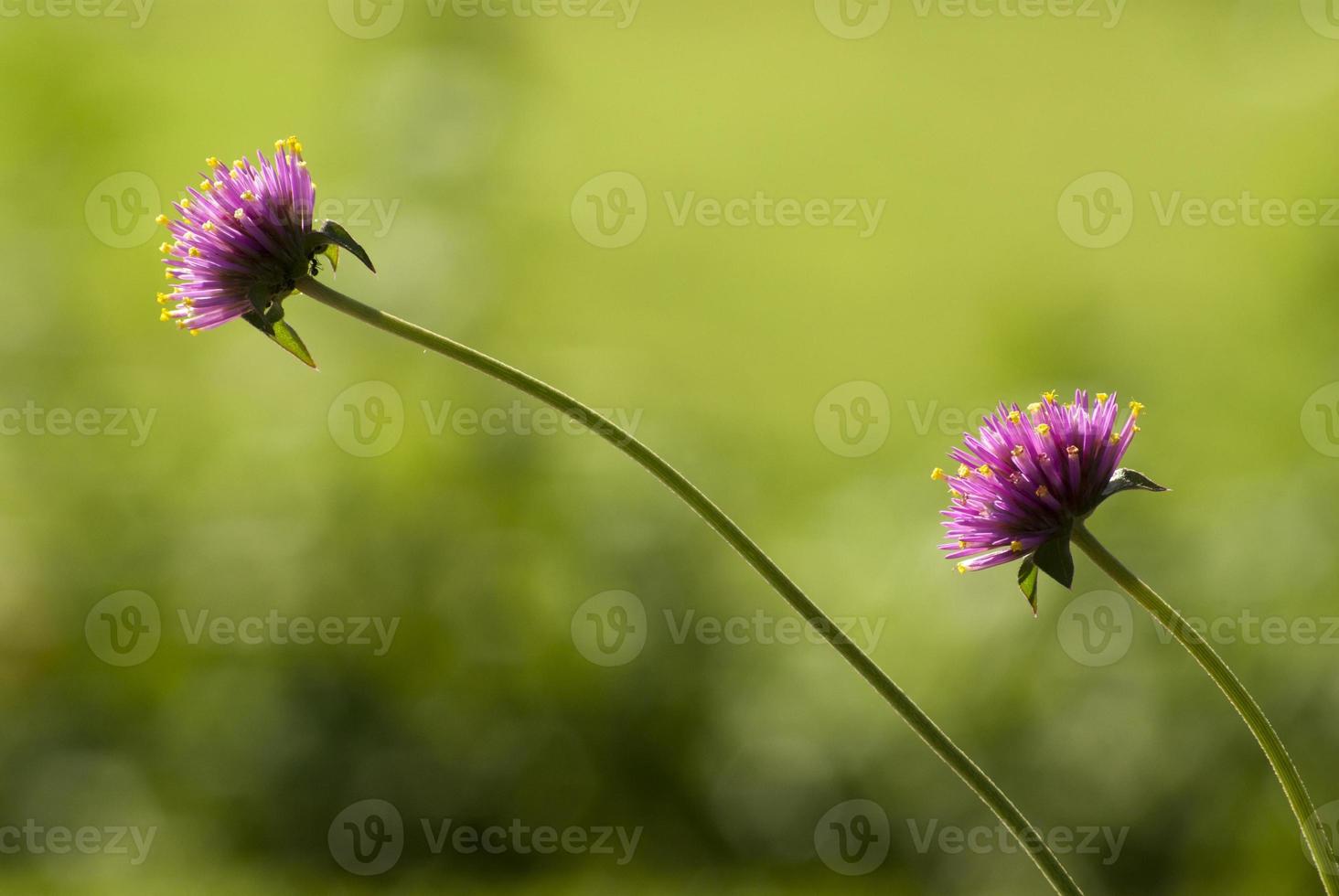 double gomphrena fleur dans jardin photo