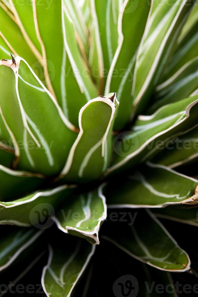 gros plan de plantes succulentes, feuilles fraîches détail d'agave victoriae reginae photo