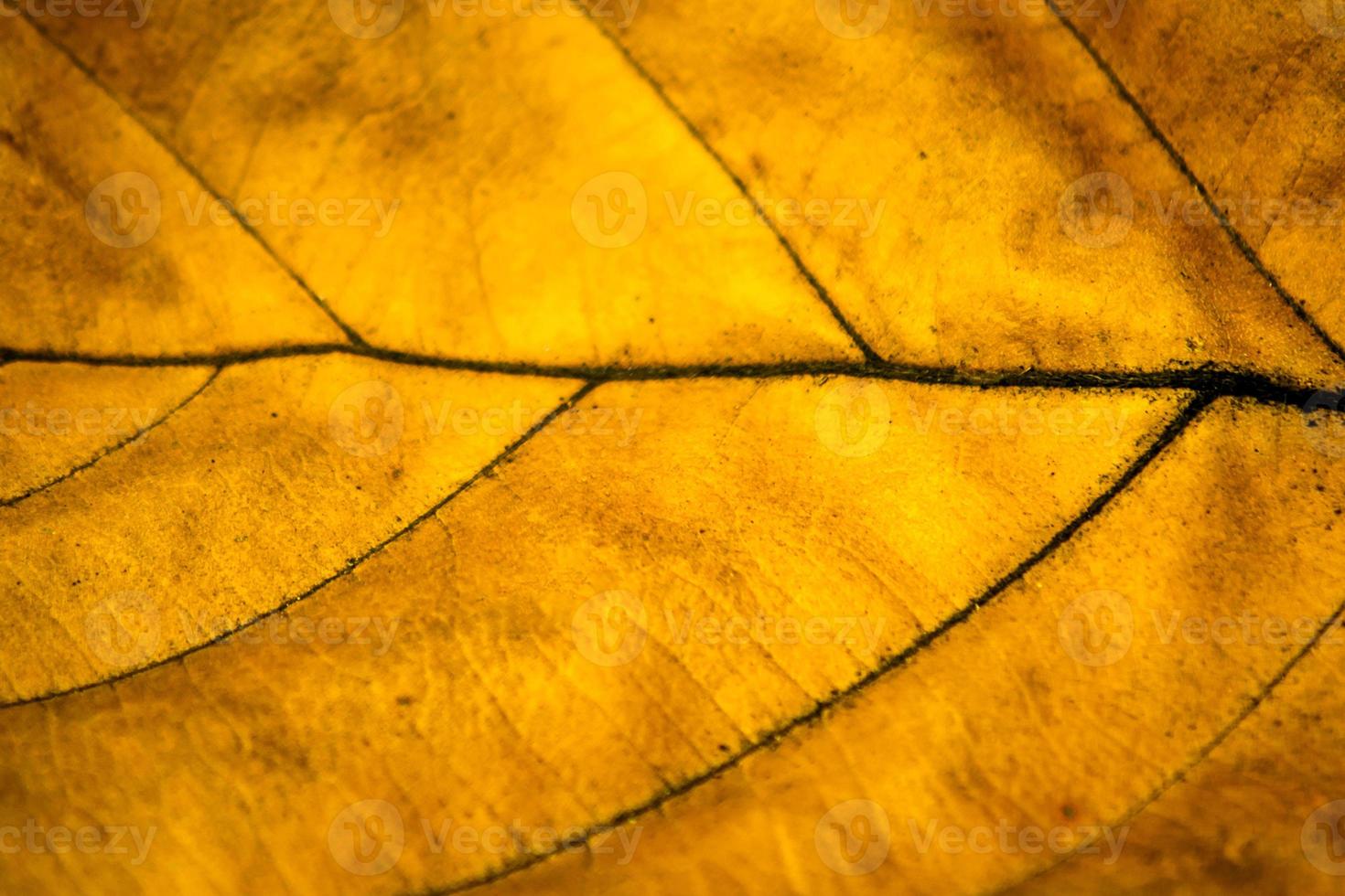 fermer de une Jaune sec feuille. la nature Contexte photo