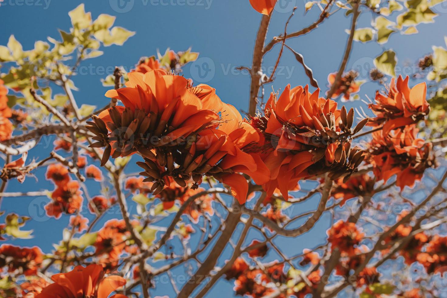Orange fleurs sur érythrine café arbre dans printemps photo