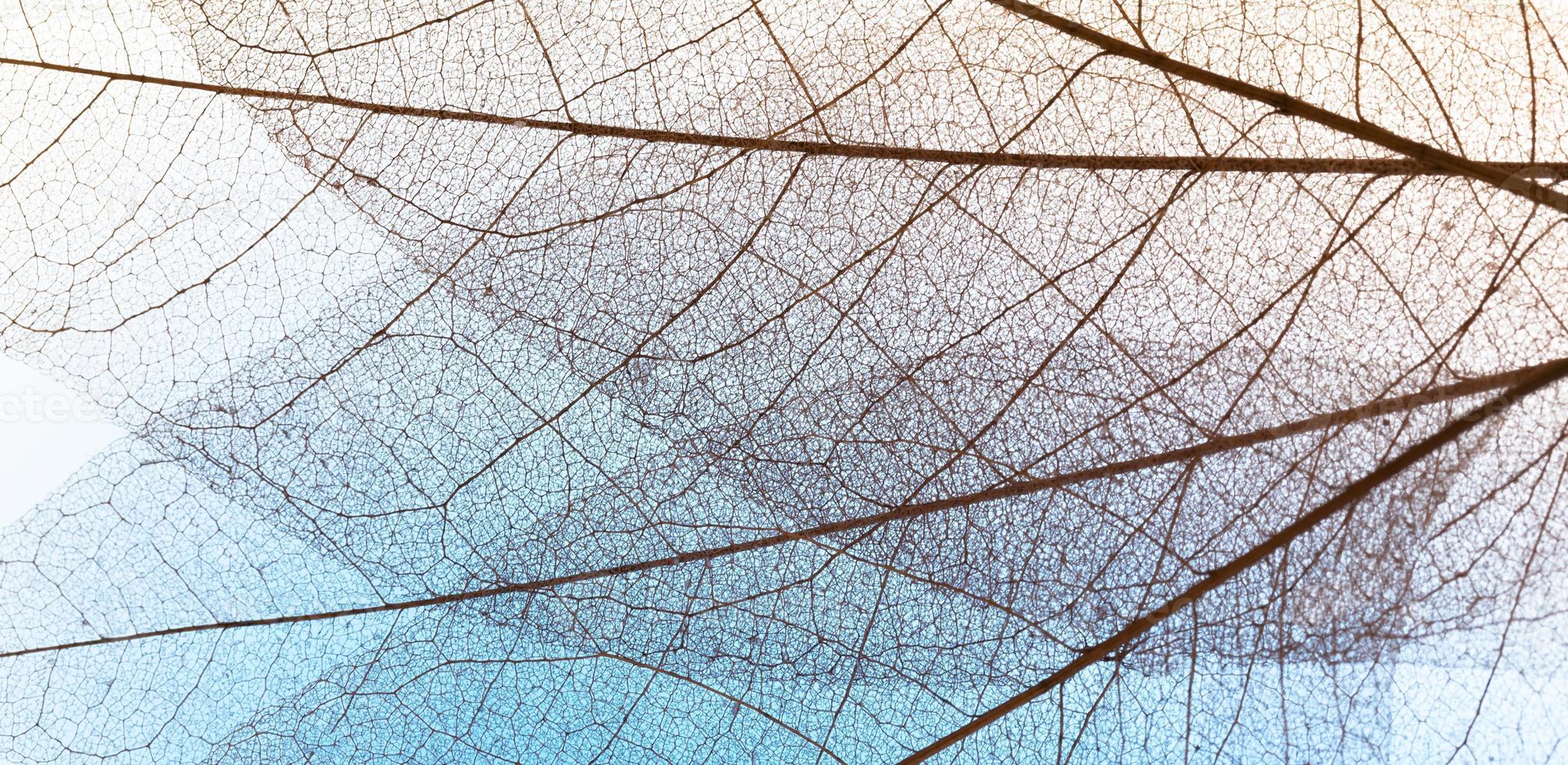 Texture de lamina de feuilles transparentes à plat photo
