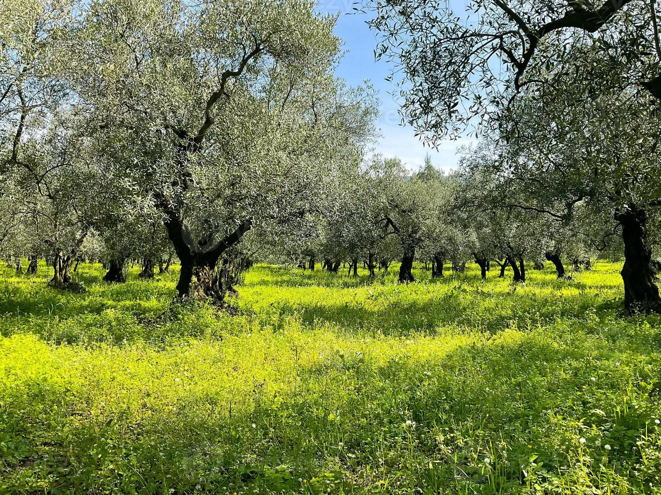 olive des arbres dans une ligne. plantation, vert herbe photo