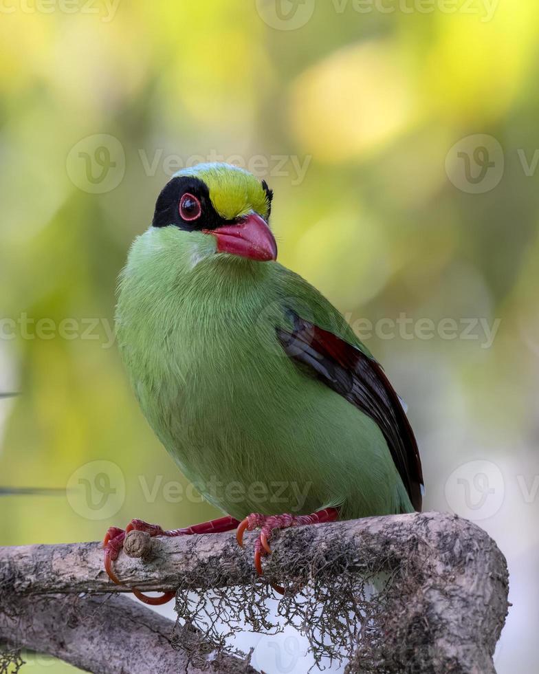 commun vert pie ou cissa chinensis observé dans latpanchar dans Ouest Bengale, Inde photo