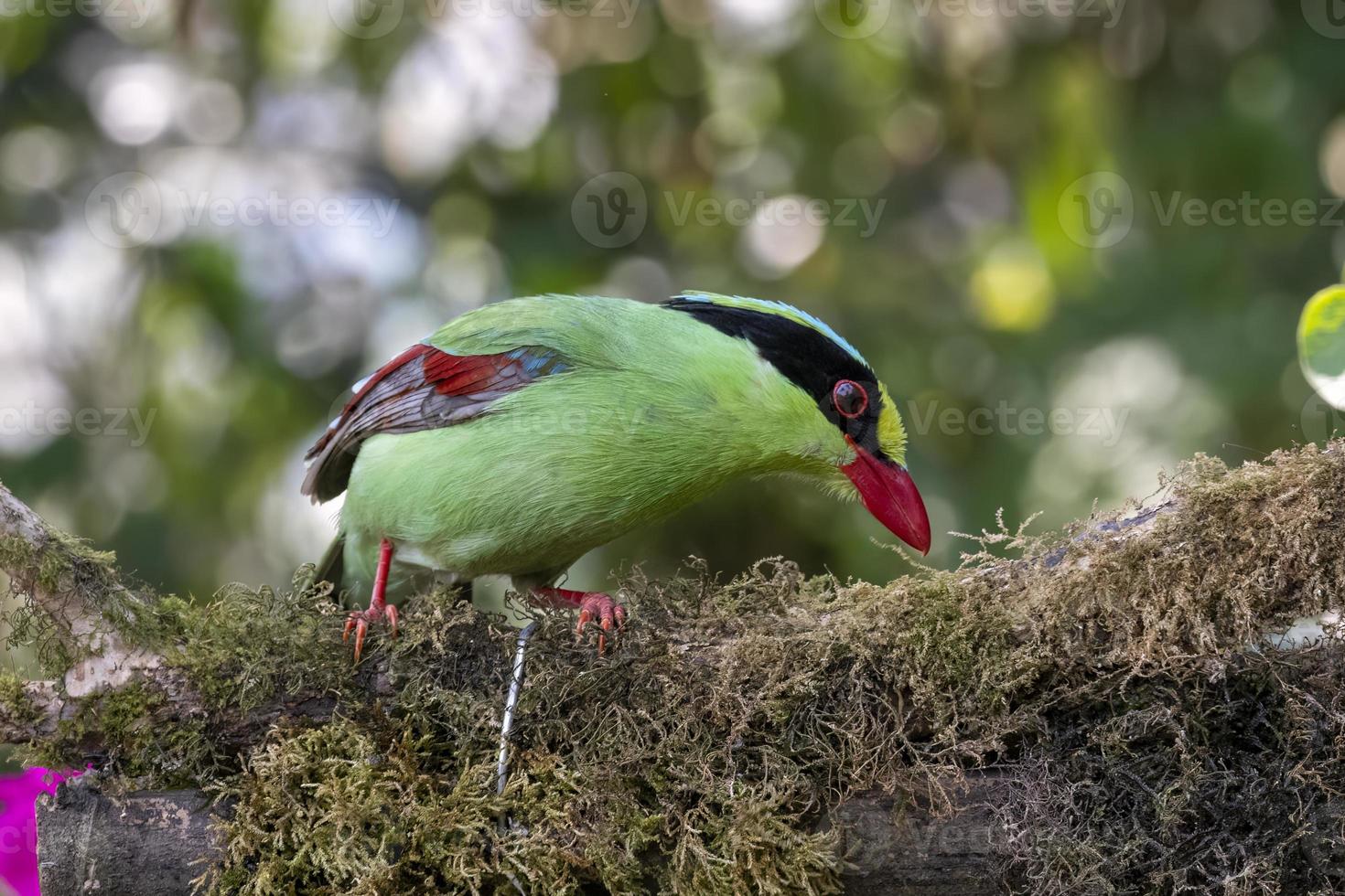 commun vert pie ou cissa chinensis observé dans latpanchar dans Ouest Bengale, Inde photo