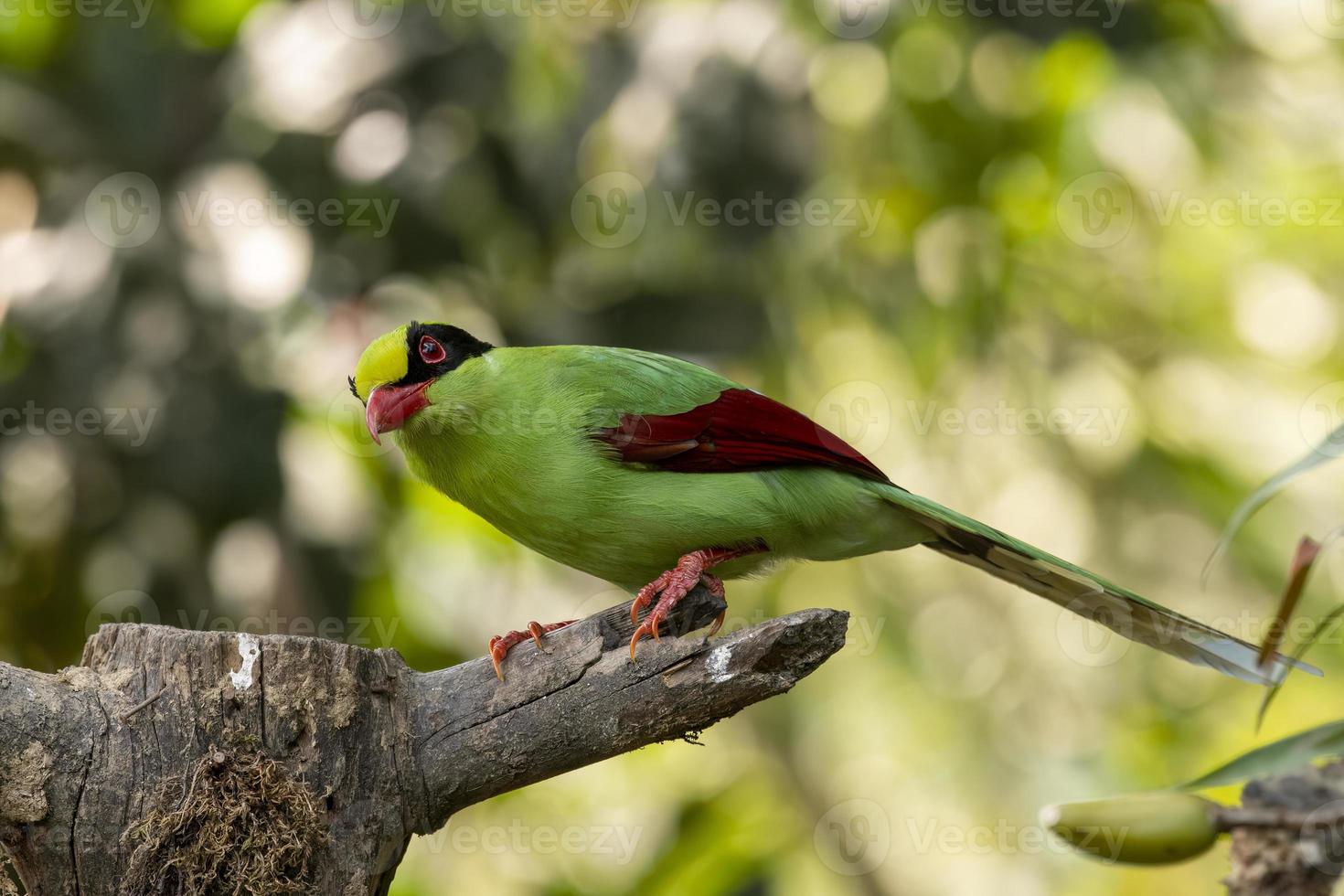 commun vert pie ou cissa chinensis observé dans latpanchar dans Ouest Bengale, Inde photo