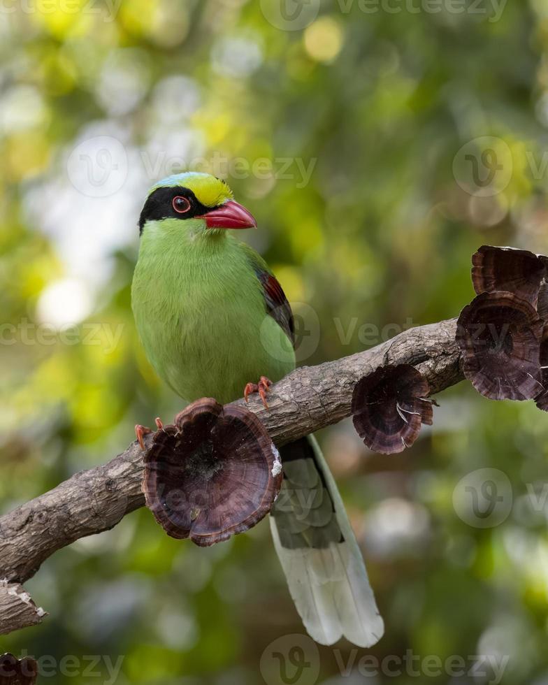 commun vert pie ou cissa chinensis observé dans latpanchar dans Ouest Bengale, Inde photo