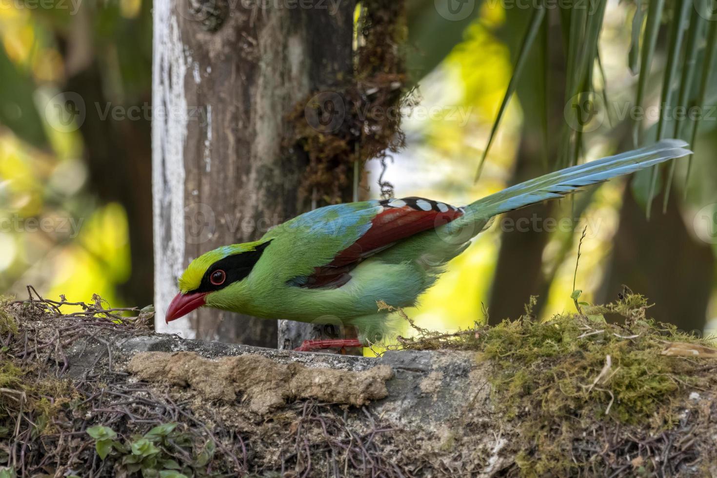 commun vert pie ou cissa chinensis observé dans latpanchar dans Ouest Bengale, Inde photo