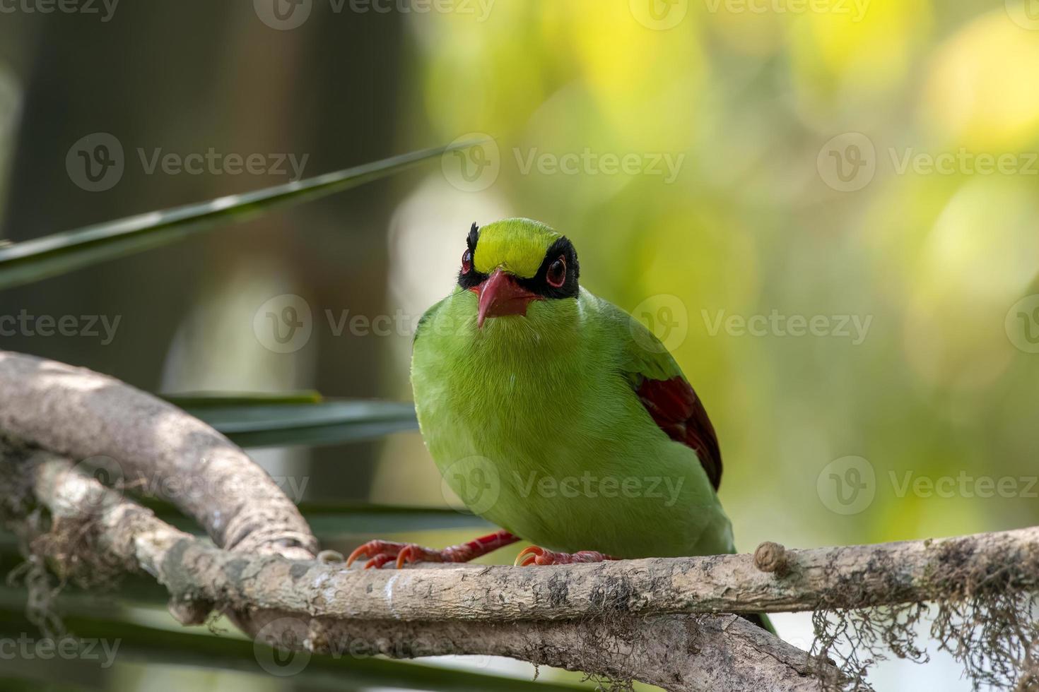 commun vert pie ou cissa chinensis observé dans latpanchar dans Ouest Bengale, Inde photo