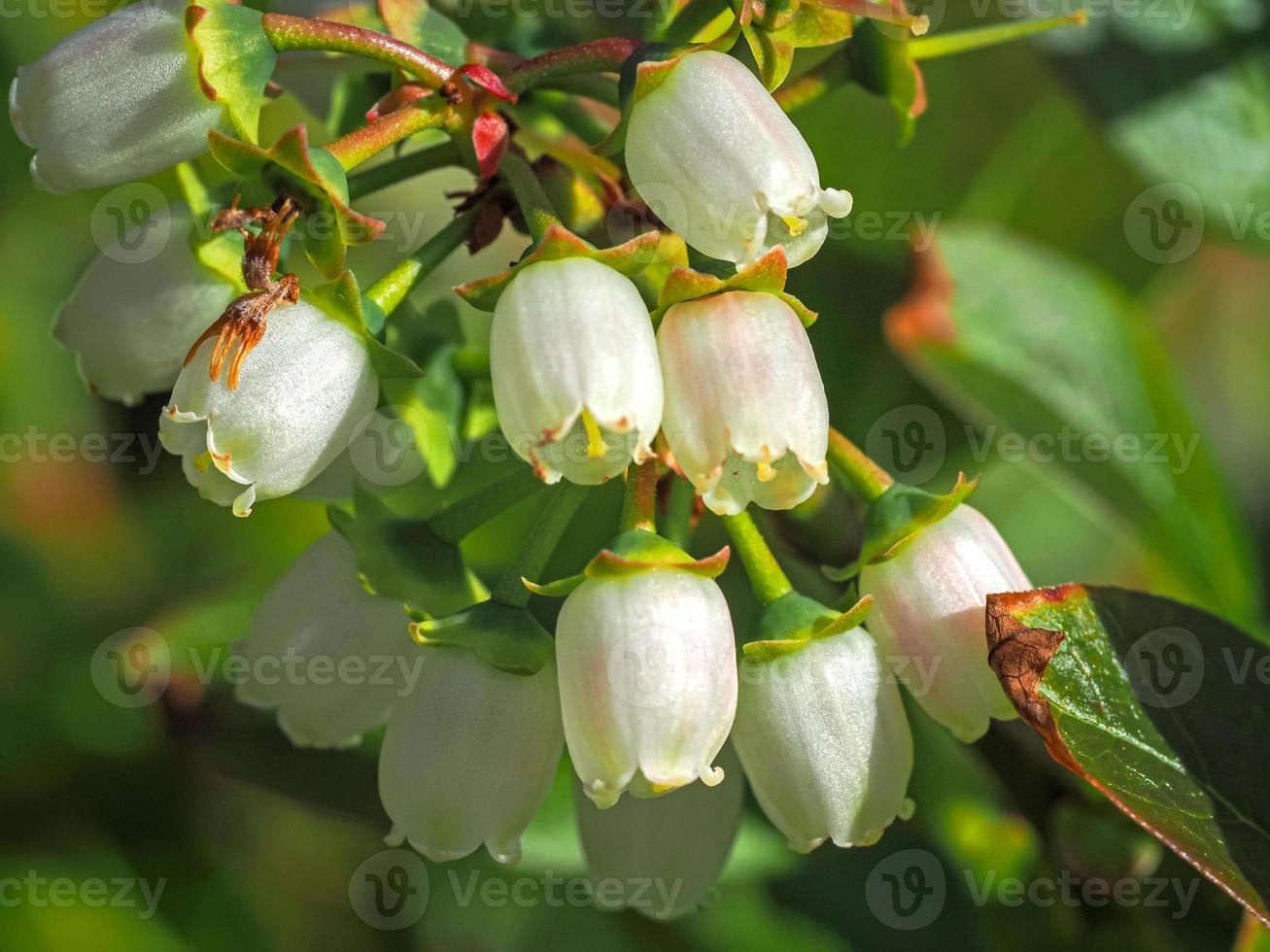 gros plan de fleurs de myrtille photo