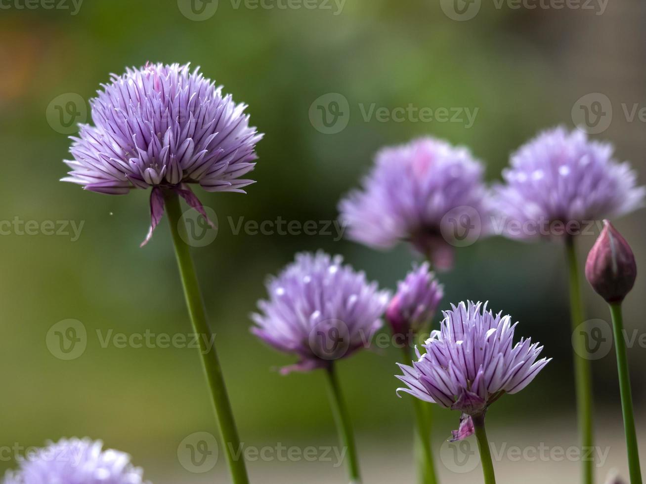 fleurs de ciboulette violette photo