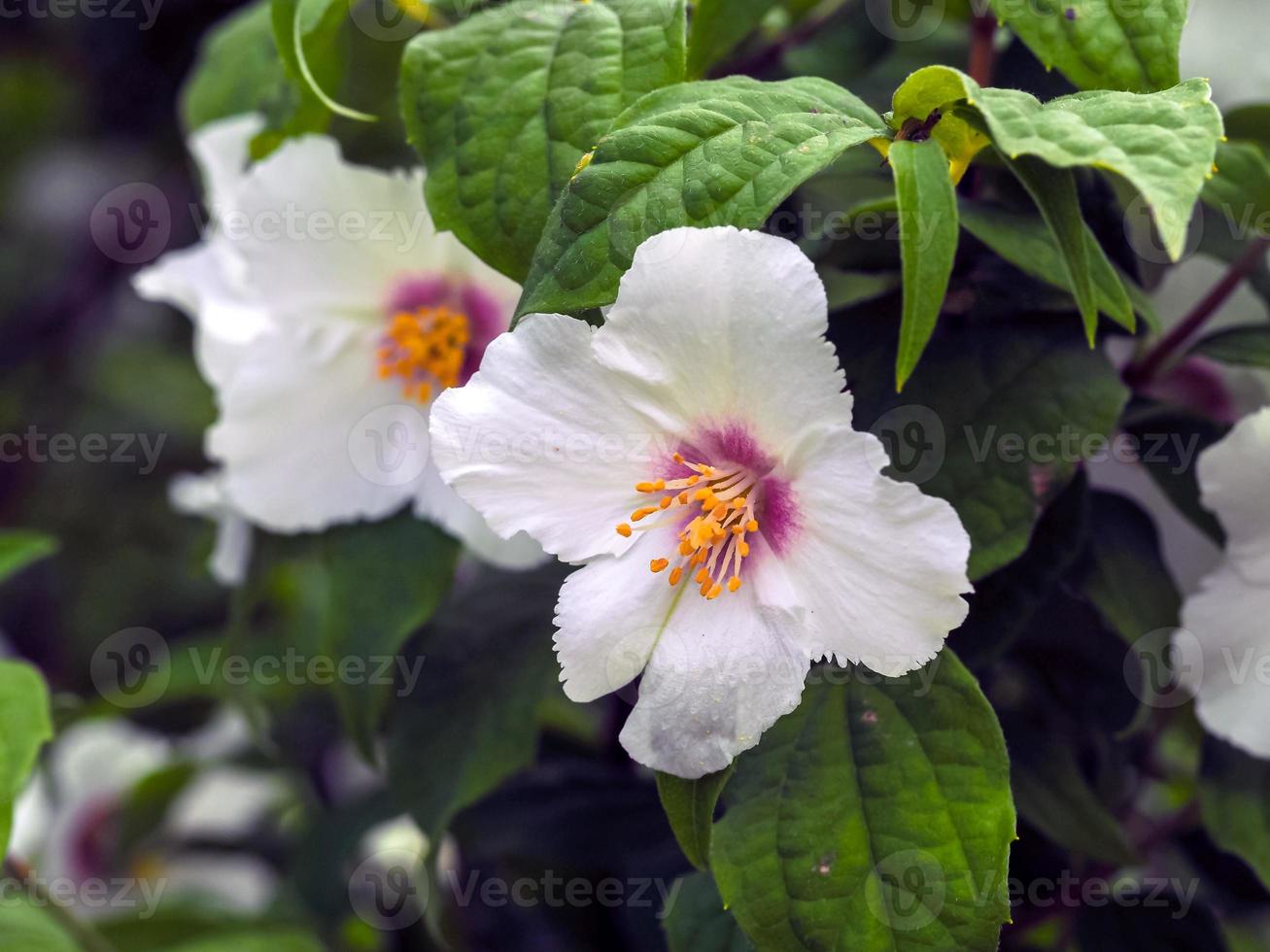 Gros plan de fleurs blanches sur un arbuste orange simulé photo