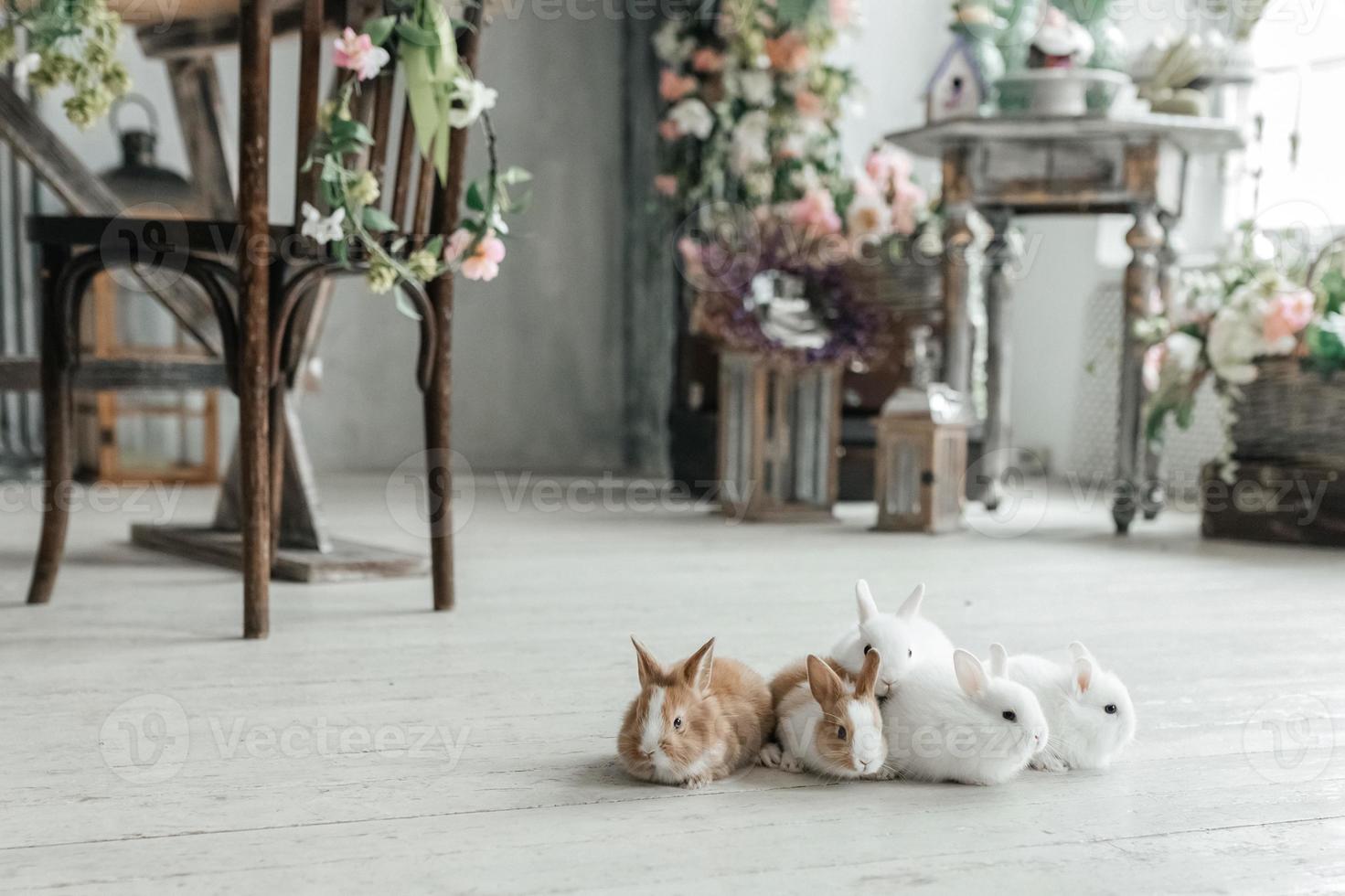 une groupe de mignonne Pâques lapin lapins sur le vivant pièce sol. magnifique mignonne animaux domestiques. photo