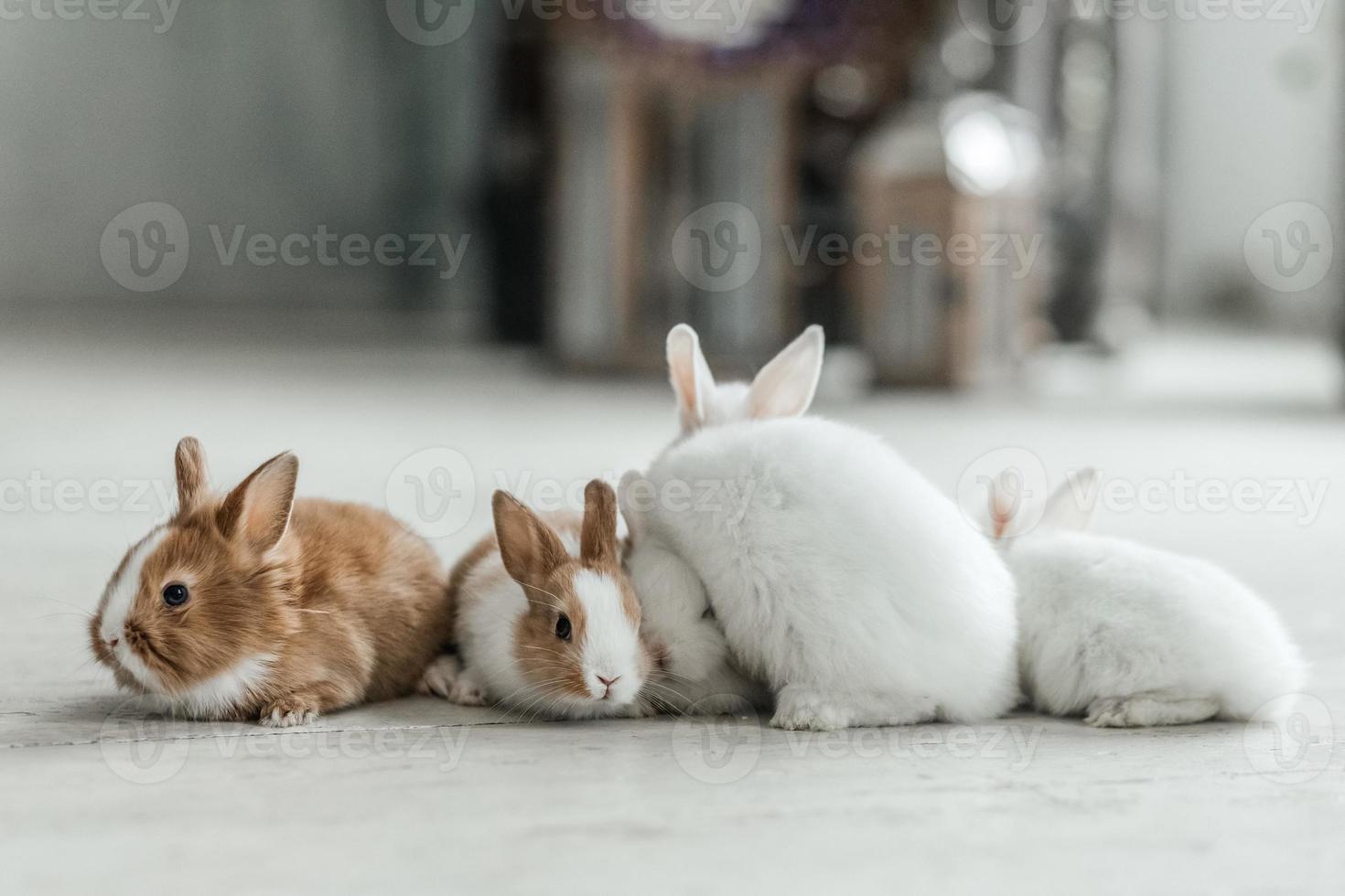 une groupe de mignonne Pâques lapin lapins sur le vivant pièce sol. magnifique mignonne animaux domestiques. photo