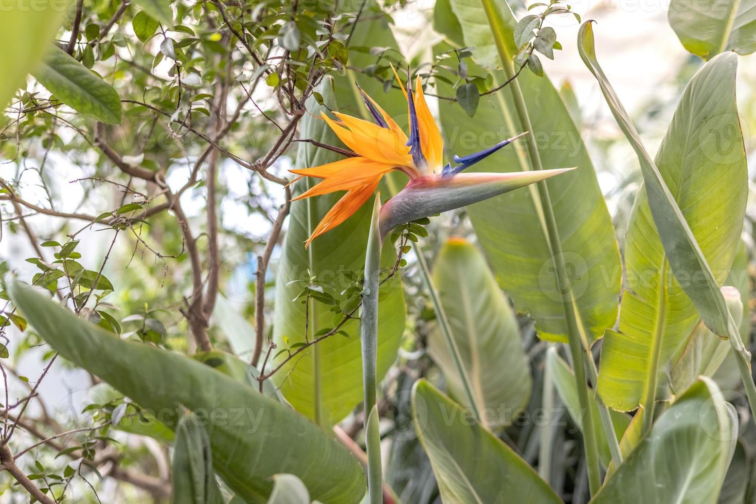 Royal strélicija fleur, tropical les plantes photo