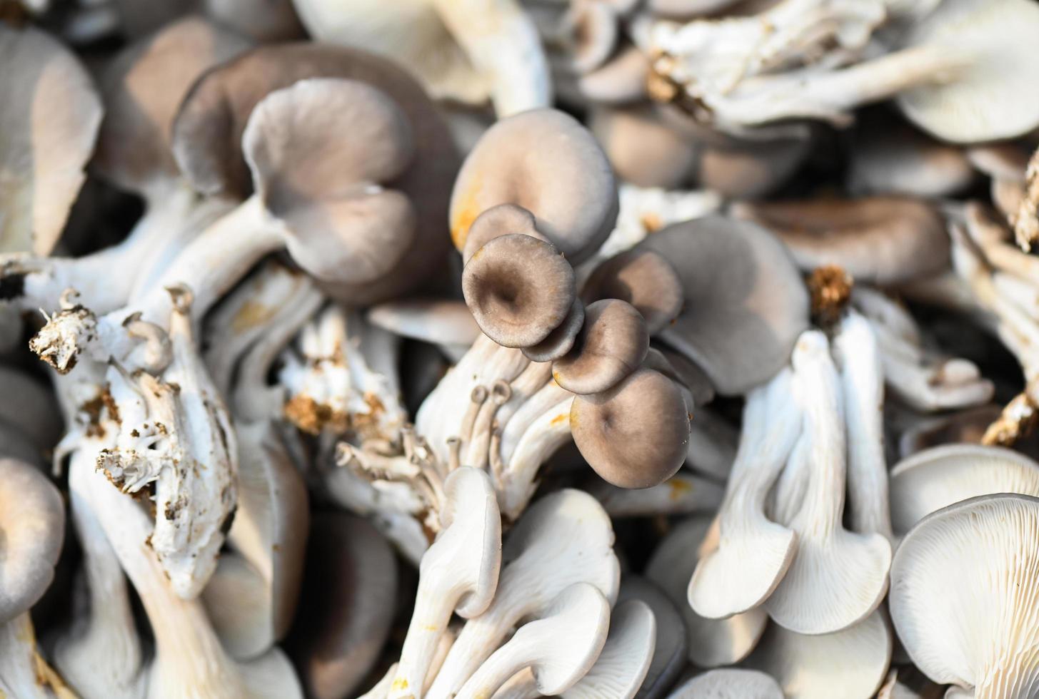 Frais gris huître champignon sur panier, Frais brut huître champignon pour cuisine nourriture ou vendre dans le marché photo