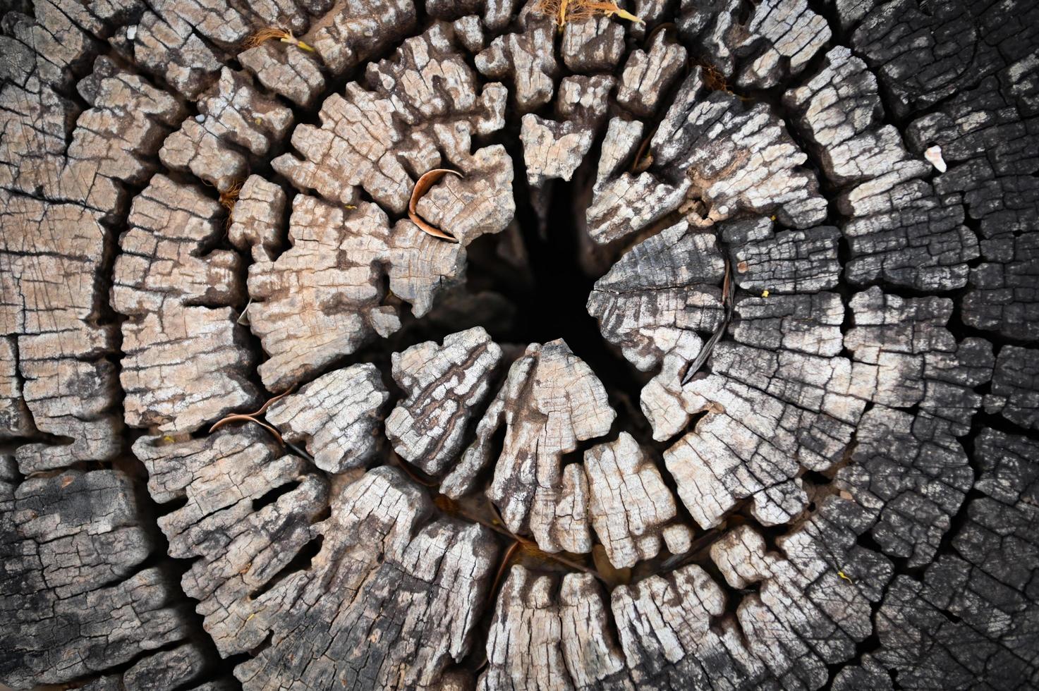 vieux arbre souche Haut voir, idéal rond Couper vers le bas arbre avec annuel anneaux et fissures. en bois texture - texture de annuel croissance anneaux cercle sur souche photo