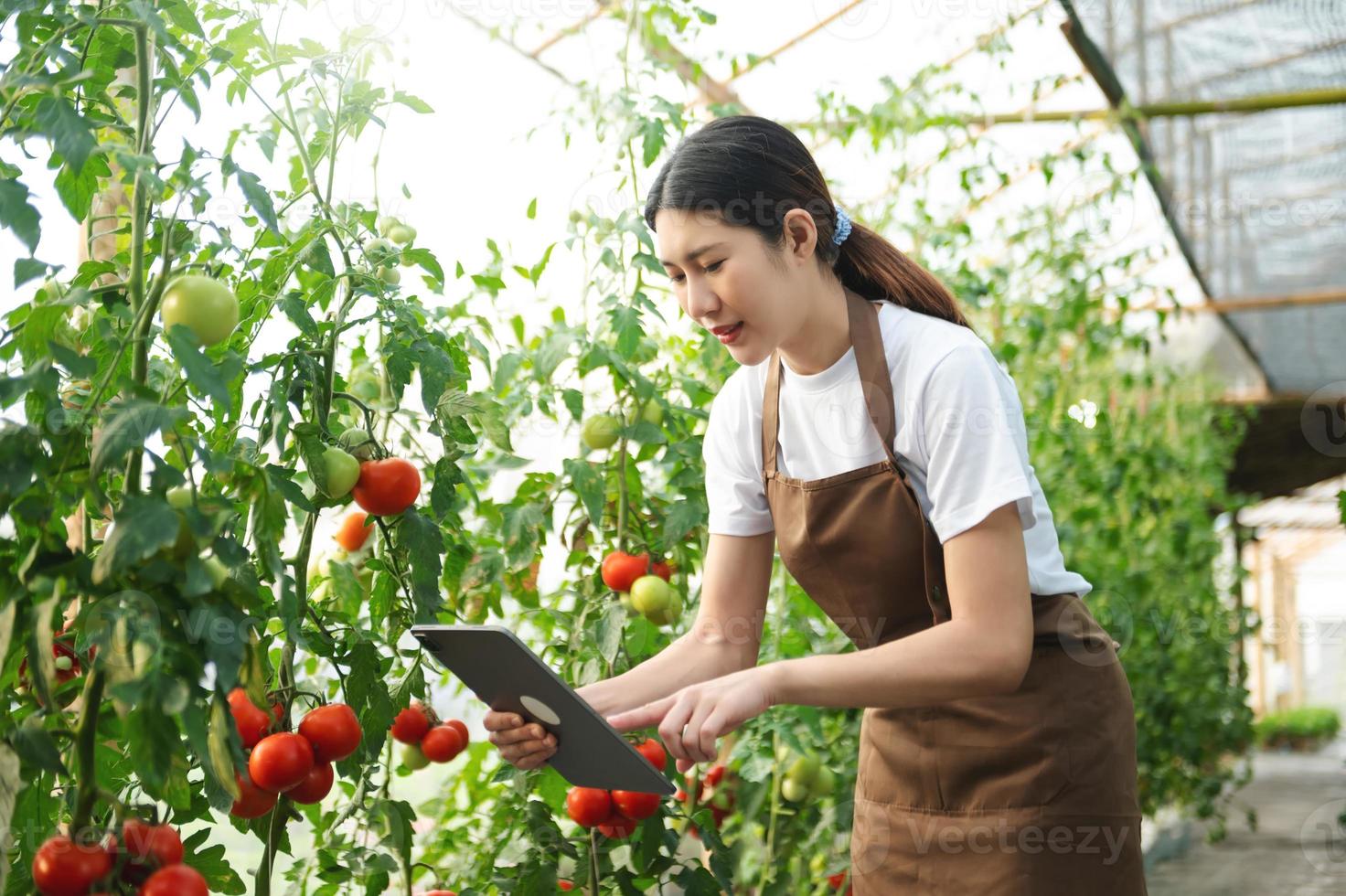 l'agriculture utilise des tablettes de contrôle de la production pour surveiller la qualité des légumes et des tomates en serre. agriculteur intelligent utilisant une technologie photo