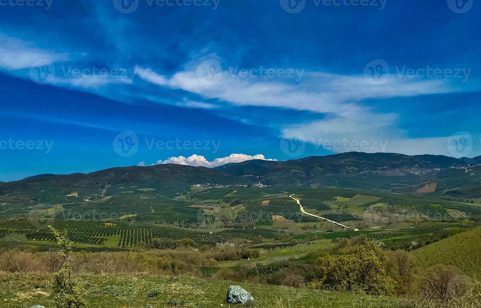 olive des arbres dans une ligne. plantation, vert herbe photo