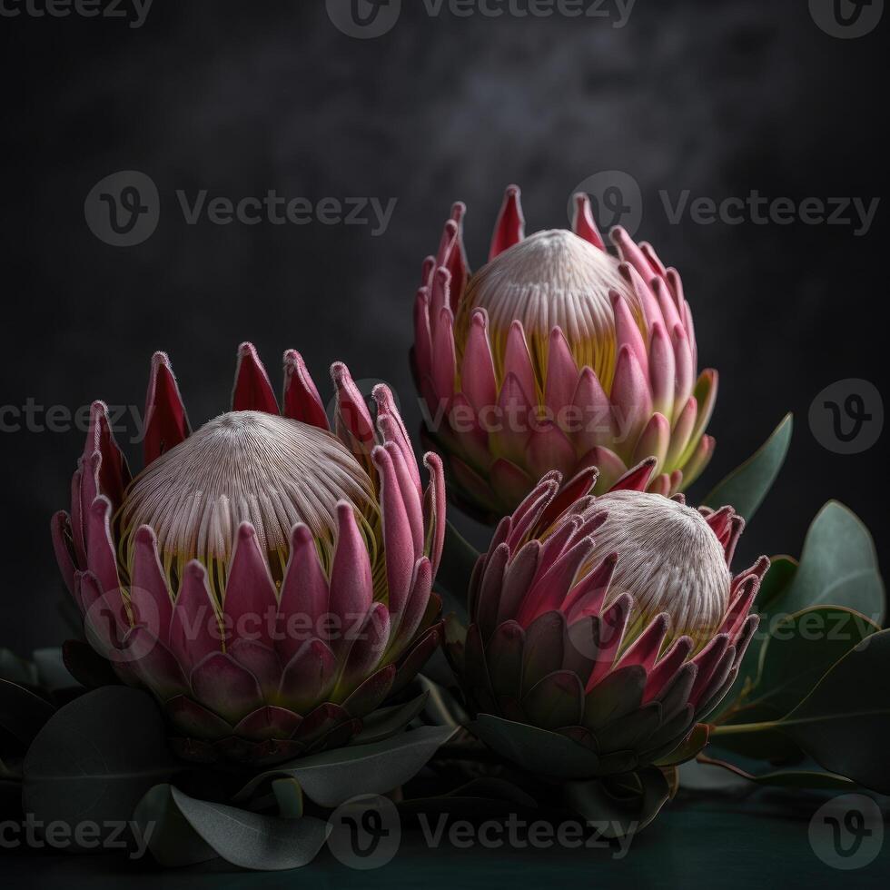 magnifique épanouissement fleur guerre flore, protea susara. .créé avec génératif ai photo