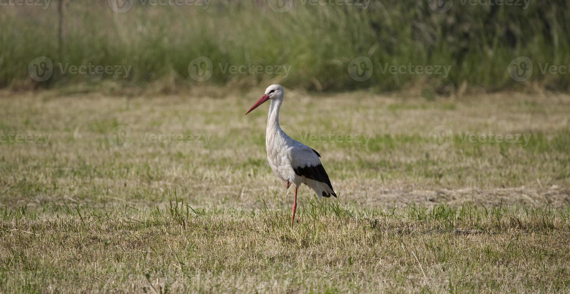 cigogne sur le Prairie dans été photo