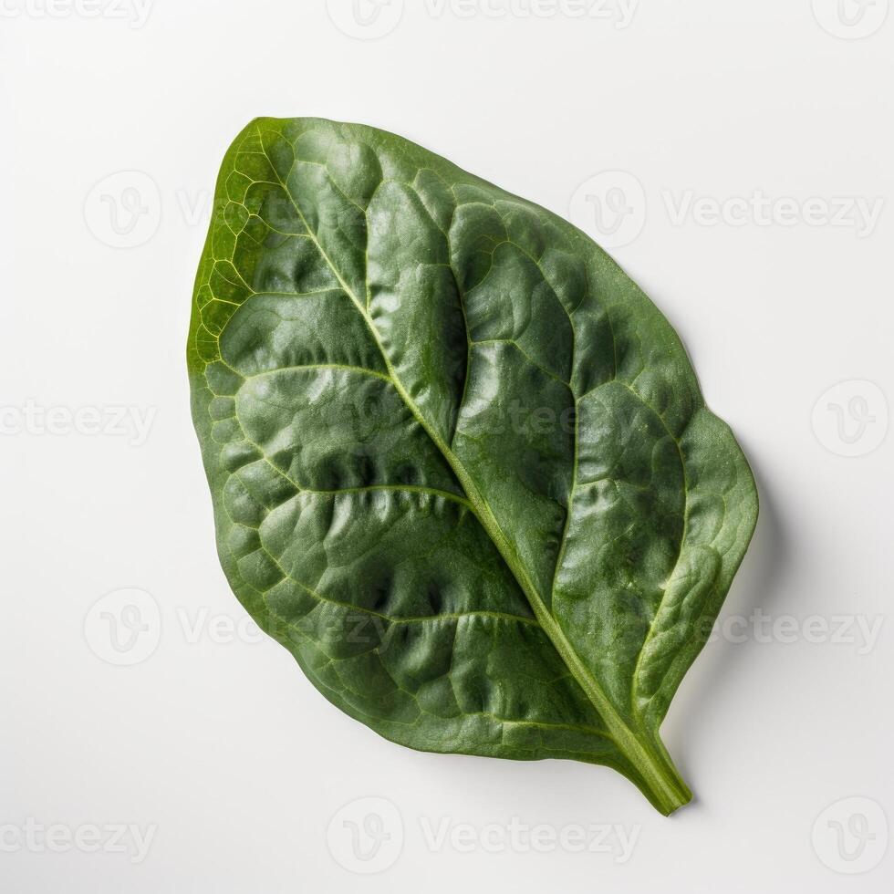 une Frais épinard feuille sur blanc Contexte génératif ai photo