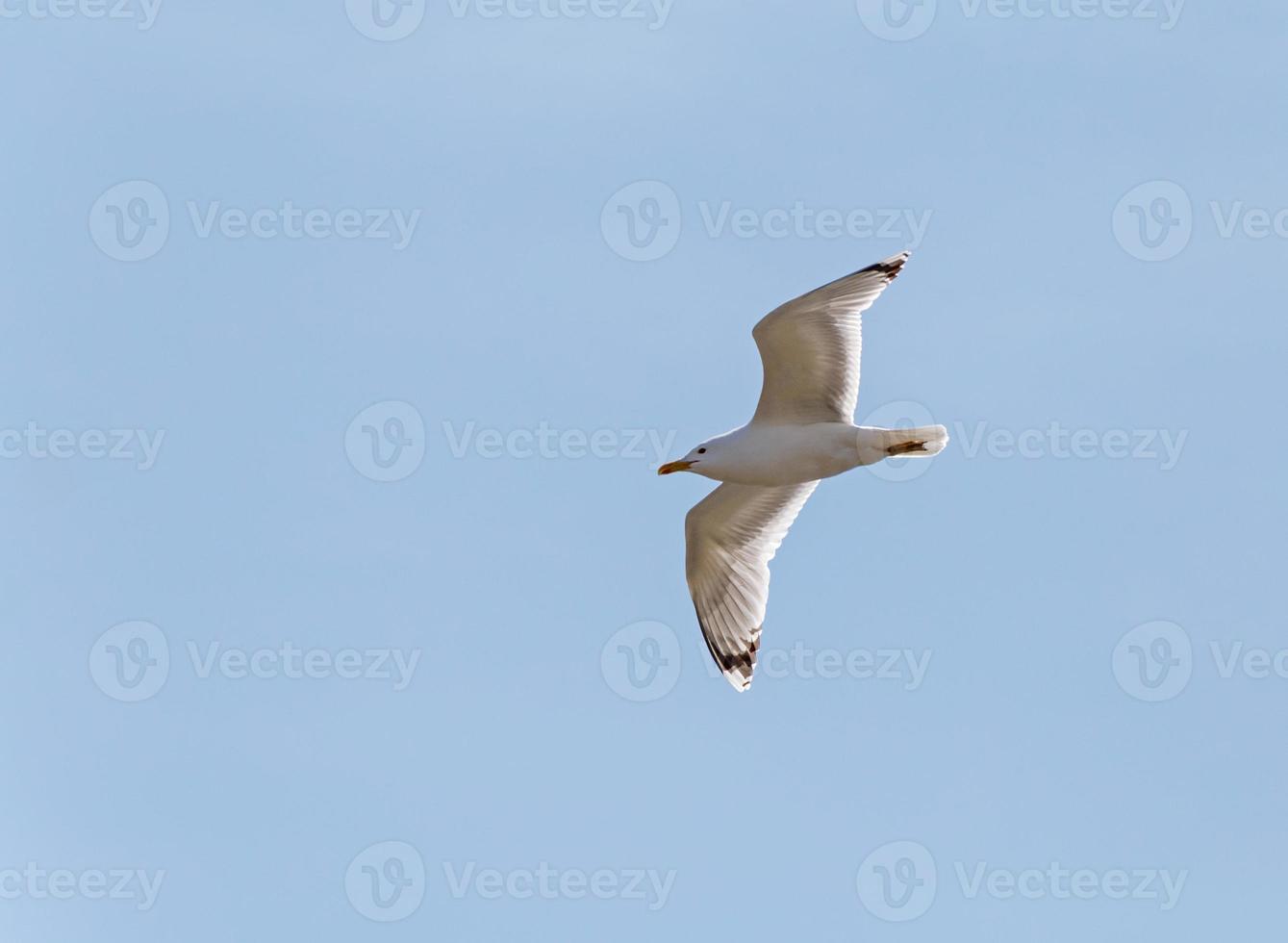 mouette en volant dans une bleu ciel photo