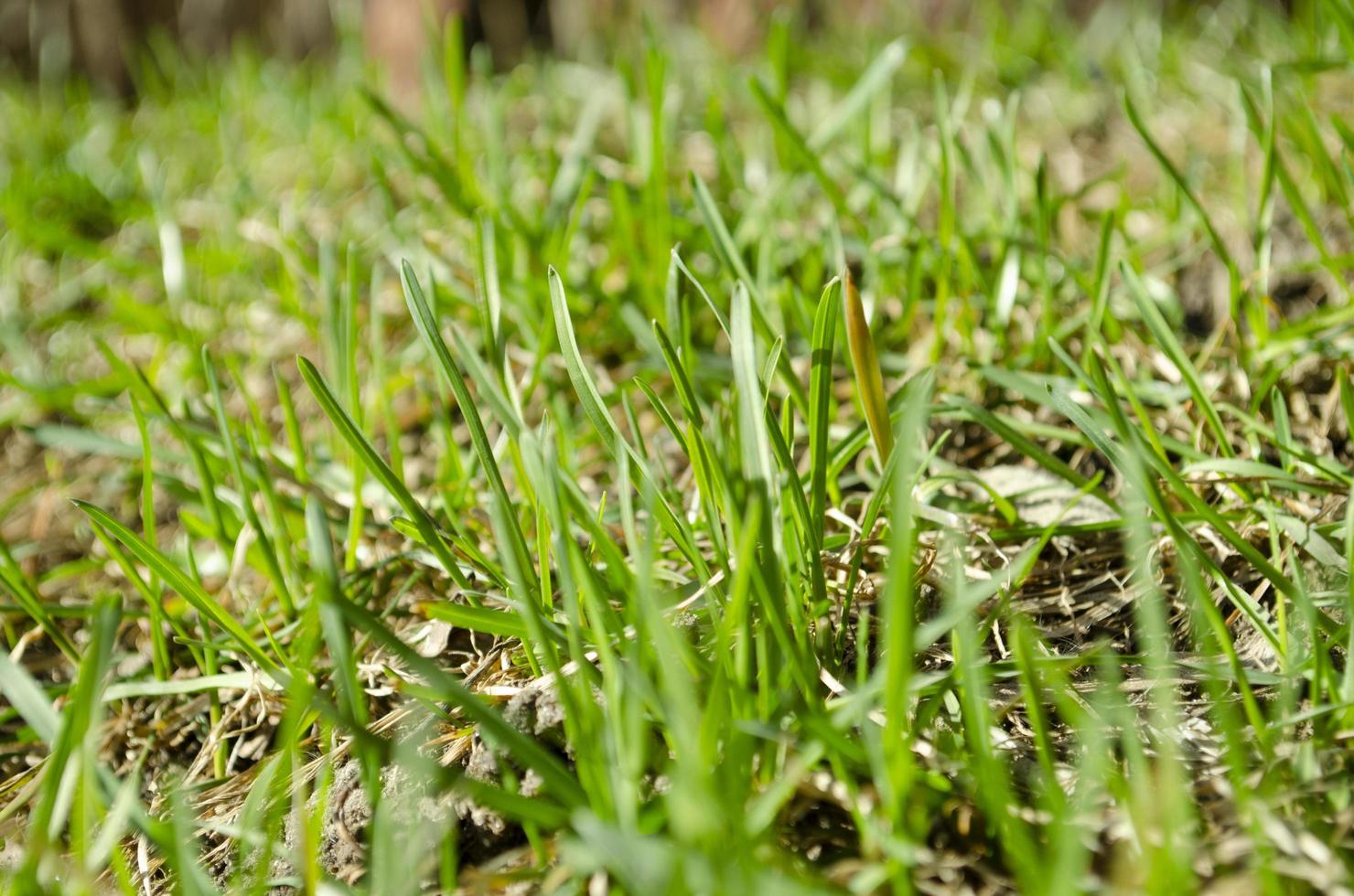 Frais vert herbe fermer. printemps herbe Contexte. photo