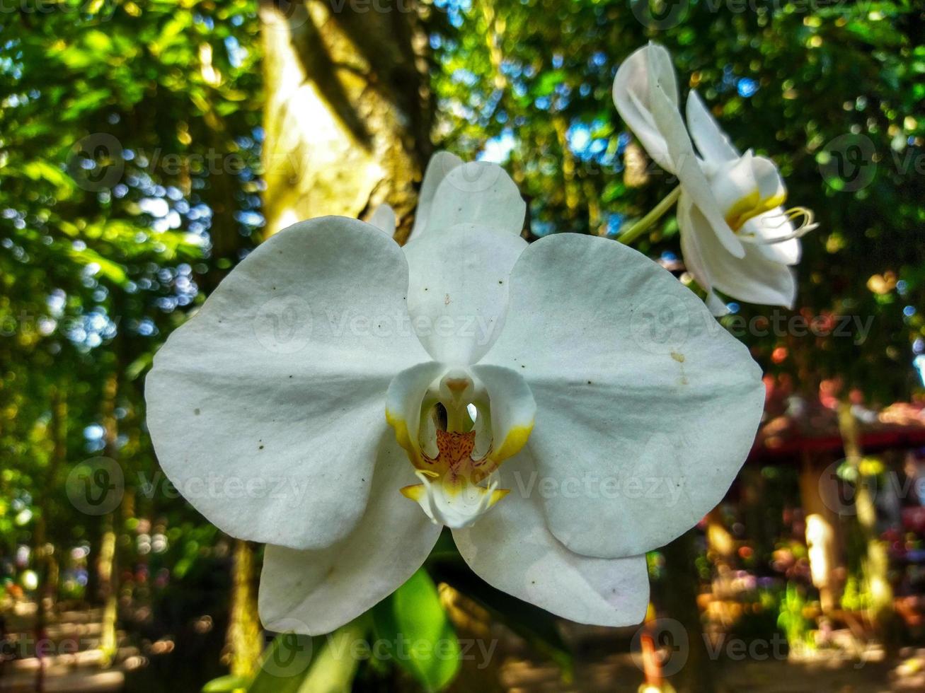 blanc orchidée épanouissement fleurs photo