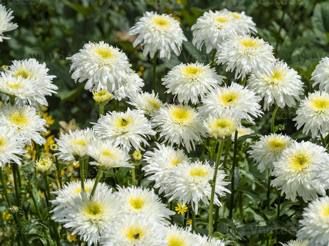 Marguerites shasta blanches et jaunes dans un jardin photo