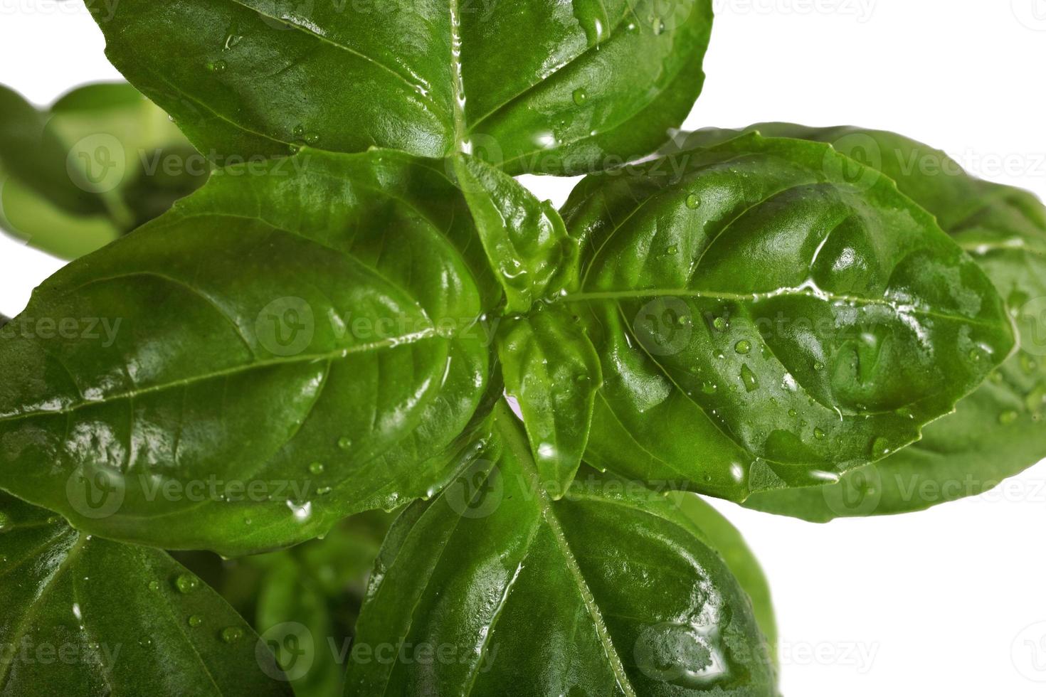 basilic dans un pot sur fond blanc photo