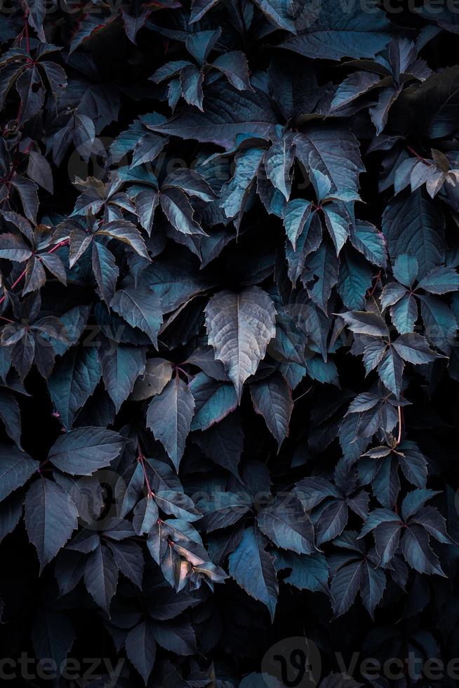 bleu plante feuilles dans l'hiver, bleu Contexte photo