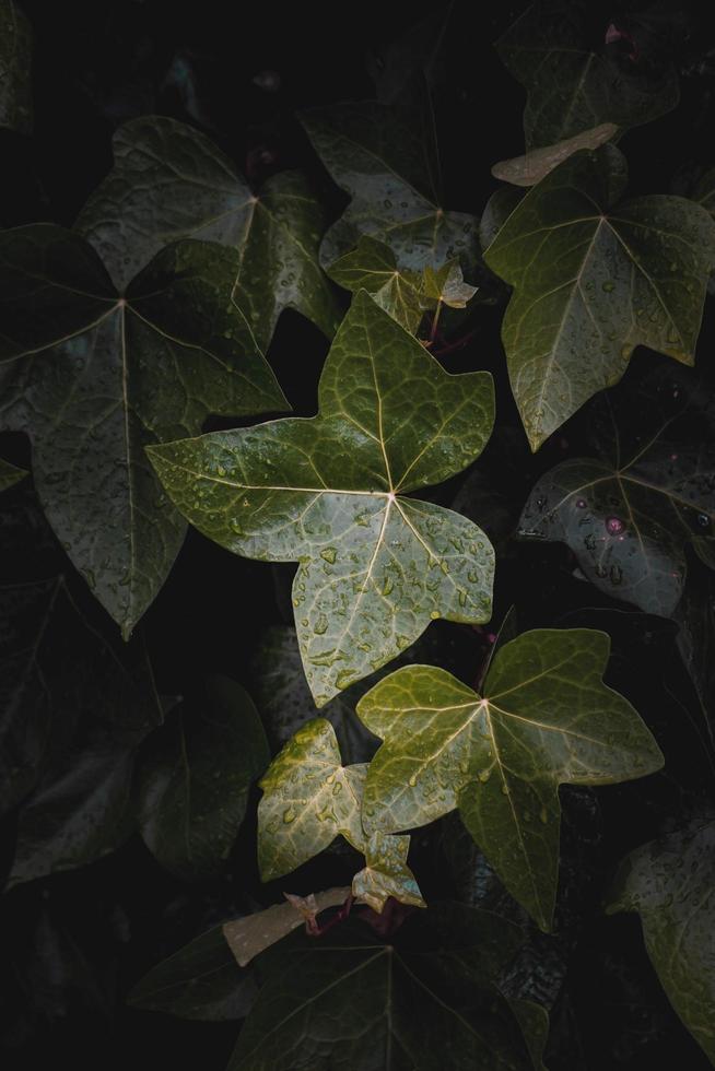 feuilles de plantes vertes au printemps, fond vert photo