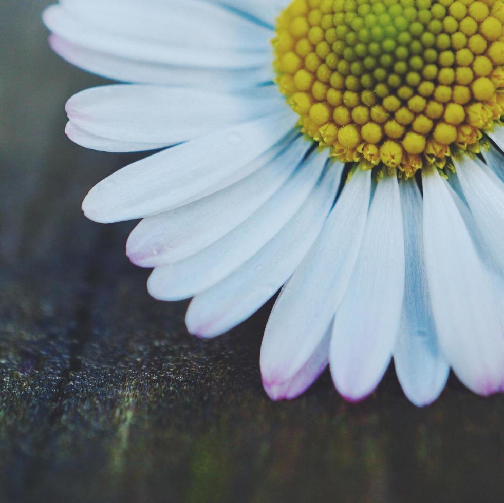 belle fleur de marguerite au printemps photo