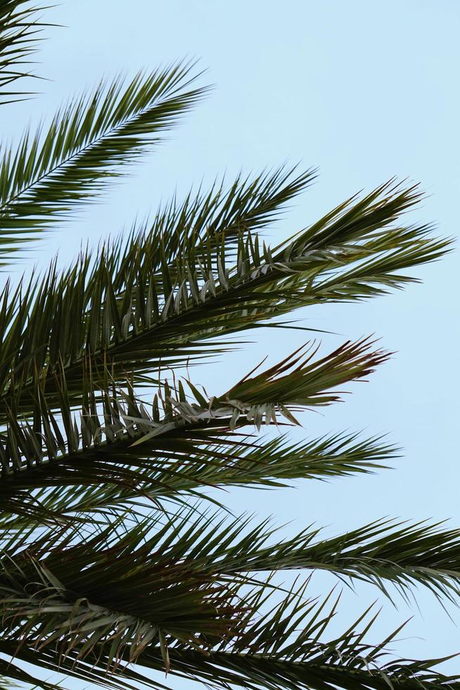 feuilles de palmier et ciel bleu au printemps photo