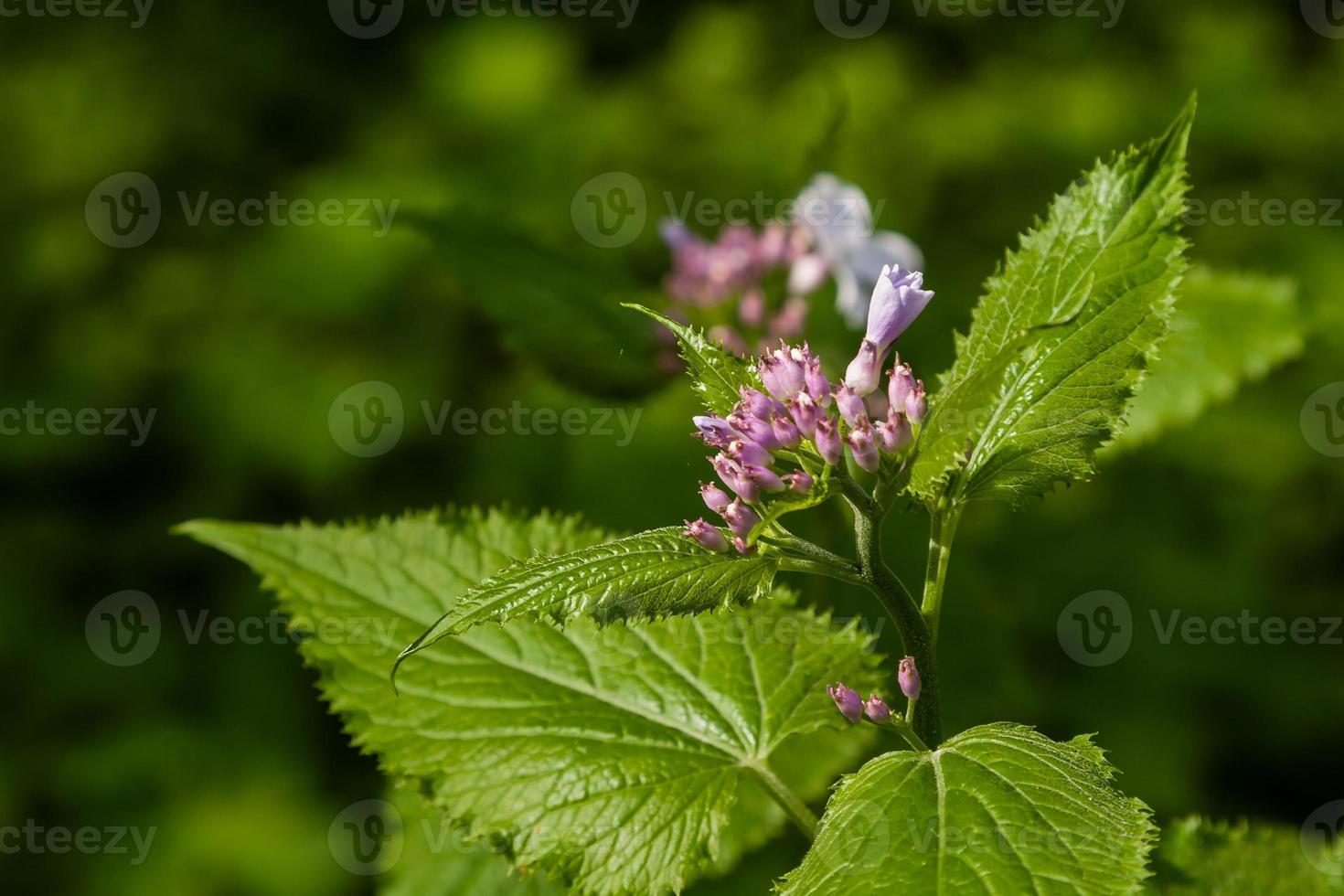 fleurs de parc sauvage photo