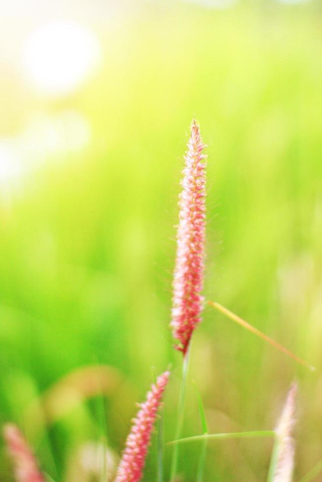 doux concentrer magnifique herbe fleurs dans Naturel lumière du soleil Contexte photo